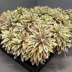 ユーフォルビア：アップルカラーリーフ3号ポット