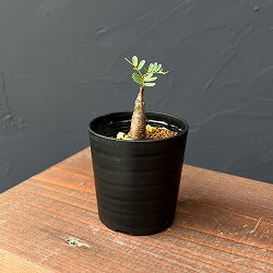 センナ：メリディオナリス（実生）2.5号鉢