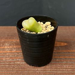 コノフィツム：マウガニー 2.5号鉢植え