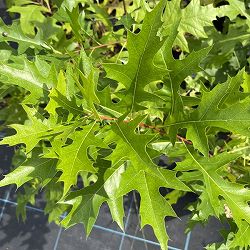 ノーザンピンオーク6号ポット