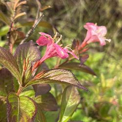 オオベニウツギ：カーナバル（コータロール）5号ポット