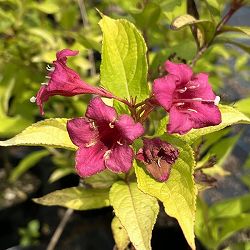 オオベニウツギ：オリンピアード（ブライアント ルビドール）5号ポット