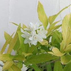 ヒメウツギ：ダンカン5号ポット