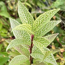 レンギョウ：クムソン3.5号ポット