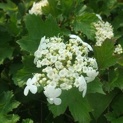 ビバーナム（アメリカカンボク）：ベイリーコンパクト3.5号ポット