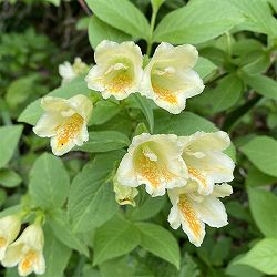 ウツギ：ウコンウツギ3.5号ポット