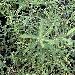 セイヨウコリヤナギ（サリックス・ナナ）3.5号ポット