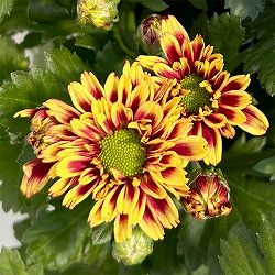 [26年4月上旬予約]キク（菊）：昴（すばる）3号ポット