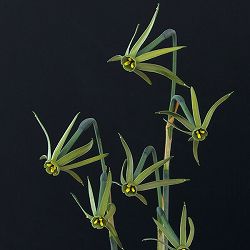 水仙：ヴィリディフロラス　1球植え