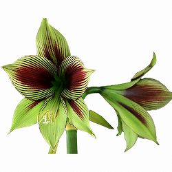 アマリリス：SP.パピリオ1球植え3.5号ポット