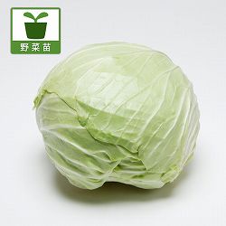 [送料無料]春キャベツ：はるなみ(春波　(R)）の苗2.5号ポット入り 40株セット