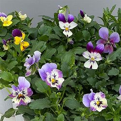 ビオラ：アピスグレイス3号ロングポット 6株セット