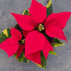 ポインセチア：レッド（斑入葉）3号ポット