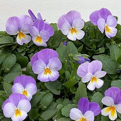 ビオラ：ももか　ふらのももか3-3.5号ポット 8株セット