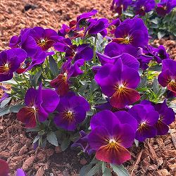 ビオラ：ももか　あかつき3-3.5号ポット 12株セット