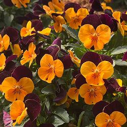 ビオラ：ももか　ほおずき3-3.5号ポット 12株セット