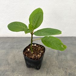 オンブー（実生苗）3号ポット