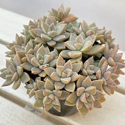 グラプトベリア：薄氷（ハクヒョウ）3.5号ポット