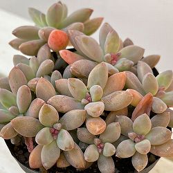 グラプトペタルム：秋麗（しゅうれい）3.5号ポット