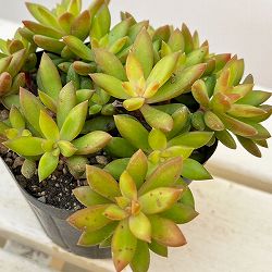 セダム：サンライズマム　3.5号ポット