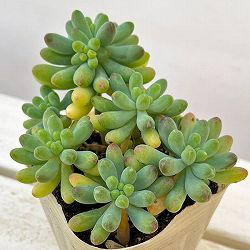 セダム：乙女心（おとめごころ）3.5号ポット