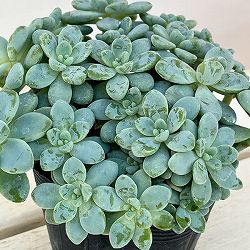 セダム：オーロラブルー 3.5号ポット