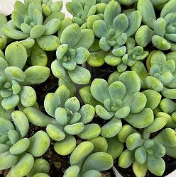 セダム：クラバツム（クラバツム）3.5号ポット