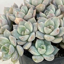 グラプトベリア：白牡丹（シロボタン）3.5号ポット