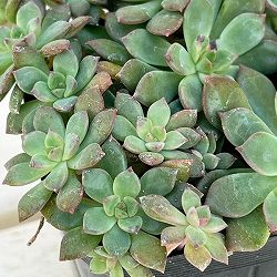 エケベリア：エメラルドリップ 3.5号ポット