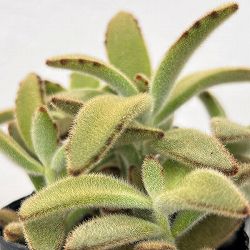 カランコエ：ゴールデンラビット3号ポット