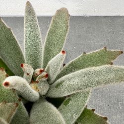 カランコエ：パンダうさぎ 3号ポット