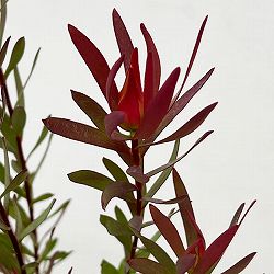 リューカデンドロン：ジャックハーレ5号鉢植え