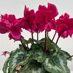 シクラメン（ミニ）：広原園さん変り咲き（25-16）ブレイズワインレッド3号ポット【現品販売】