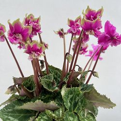 シクラメン（ミニ）：広原園さん変り咲き（25-17）3号ポット【現品販売】