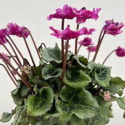 シクラメン（ミニ）：広原園さん変り咲き（25-19）3号ポット【現品販売】