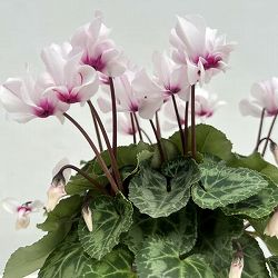 シクラメン（ミニ）：広原園さん変り咲き（25-20）プティムーラン3号ポット【現品販売】