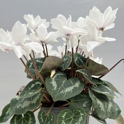 シクラメン（ミニ）：広原園さん変り咲き（25-21）スクリュースタークリスタルホワイト3号ポット【現品販売】