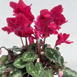 シクラメン（ミニ）：広原園さん変り咲き（25-22）ブレイズワインレッド3号ポット【現品販売】
