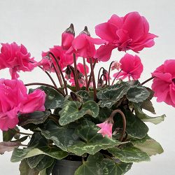シクラメン（ミニ）：広原園さん変り咲き（25-23）ボンボン3号ポット【現品販売】
