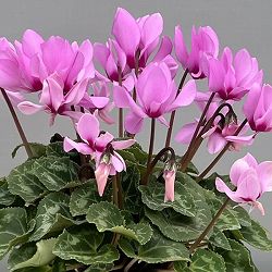 シクラメン（ミニ）：広原園さん変り咲き（25-25）プティムーラン3号ポット【現品販売】