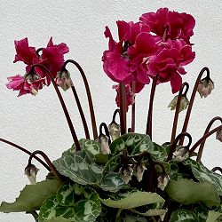 シクラメン（ミニ）：広原園さん変り咲き（25-26）3号ポット【現品販売】