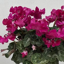 シクラメン（ミニ）：広原園さん変り咲き（25-27）ブレイズパープル3号ポット【現品販売】