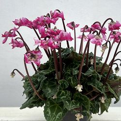 シクラメン（ミニ）：広原園さん変り咲き（25-28）3号ポット【現品販売】