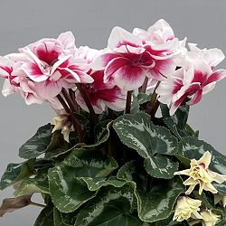 シクラメン（ミニ）：広原園さん変り咲き（25-30）ダブルベリーサンデー3号ポット【現品販売】