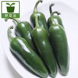 [26年4月上旬予約]こどもピーマン自根苗3号ポット