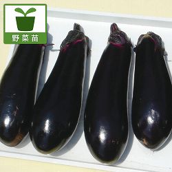 [26年4月上旬予約]ナス：千両2号自根苗3号ポット