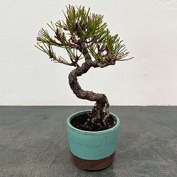 アカマツ（赤松）：小品盆栽 25-01