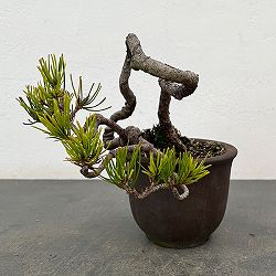 アカマツ（赤松）：小品盆栽 25-02