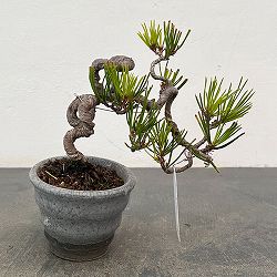 アカマツ（赤松）：小品盆栽 25-03