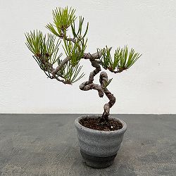 アカマツ（赤松）：小品盆栽 25-04